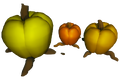 Size and color differences of Sturdysquash